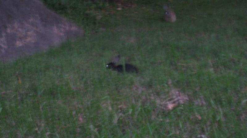 IMG_1995.JPG