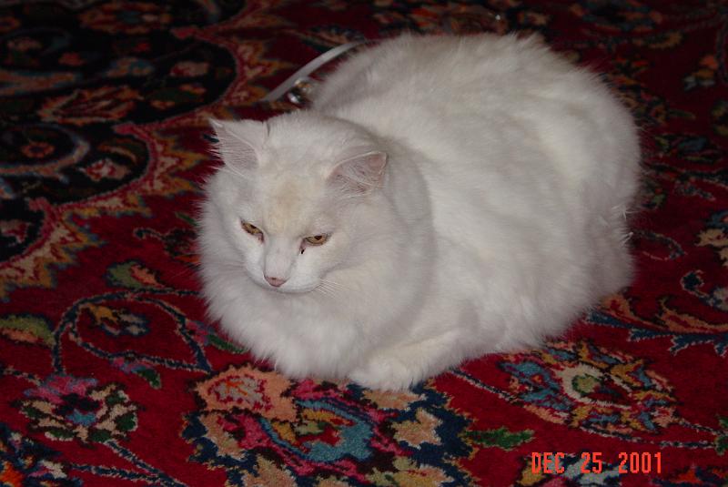 DSC00446.JPG