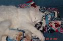 DSC01068