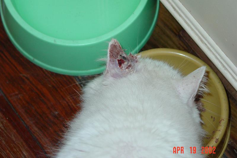 DSC00702.JPG