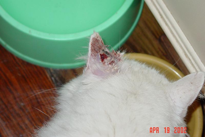 DSC00703.JPG