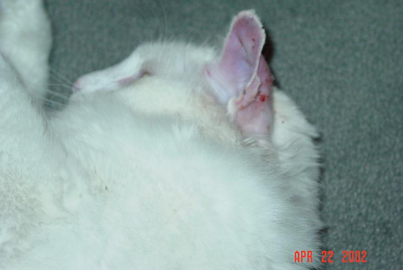 DSC00706.JPG