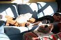 IMG_0779