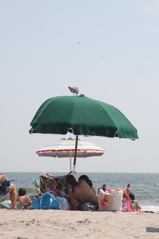 IMG_4424.JPG